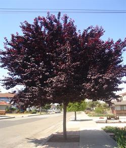 Prunus cerisifera (purple leafed or ornamental plum) adds color to any landscape