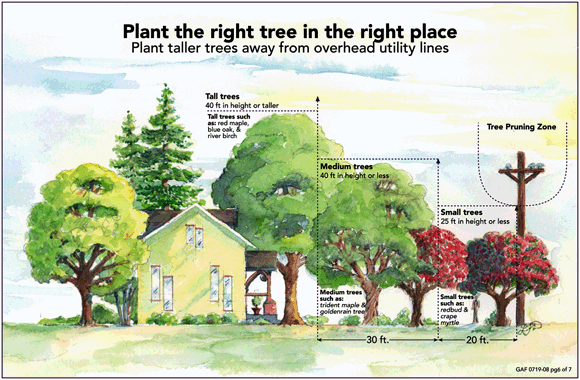 Cost Of Planting A Mature Tree 11